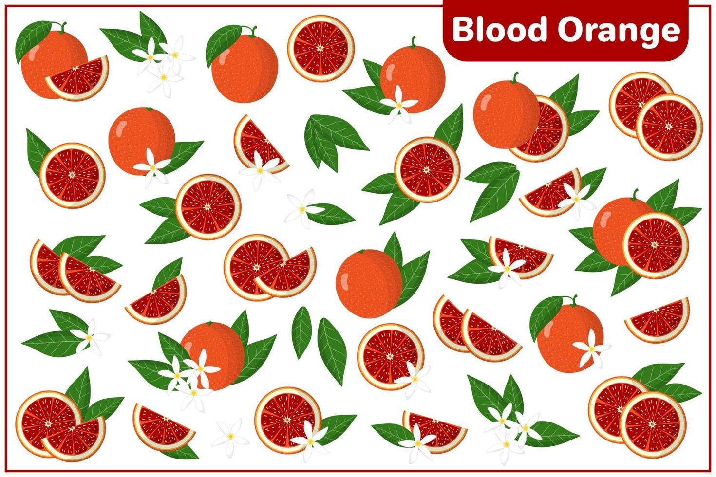 Set of vector cartoon illustrations with whole, half, cut slice Blood orange exotic fruits, flowers and leaves isolated on white background
