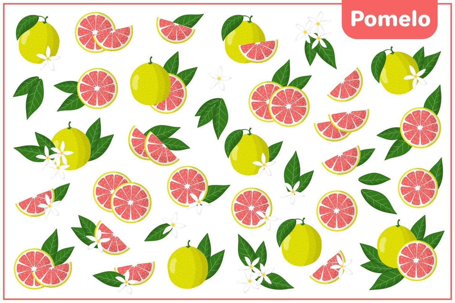 Set of vector cartoon illustrations with Pomelo exotic fruits, flowers and leaves isolated on white background