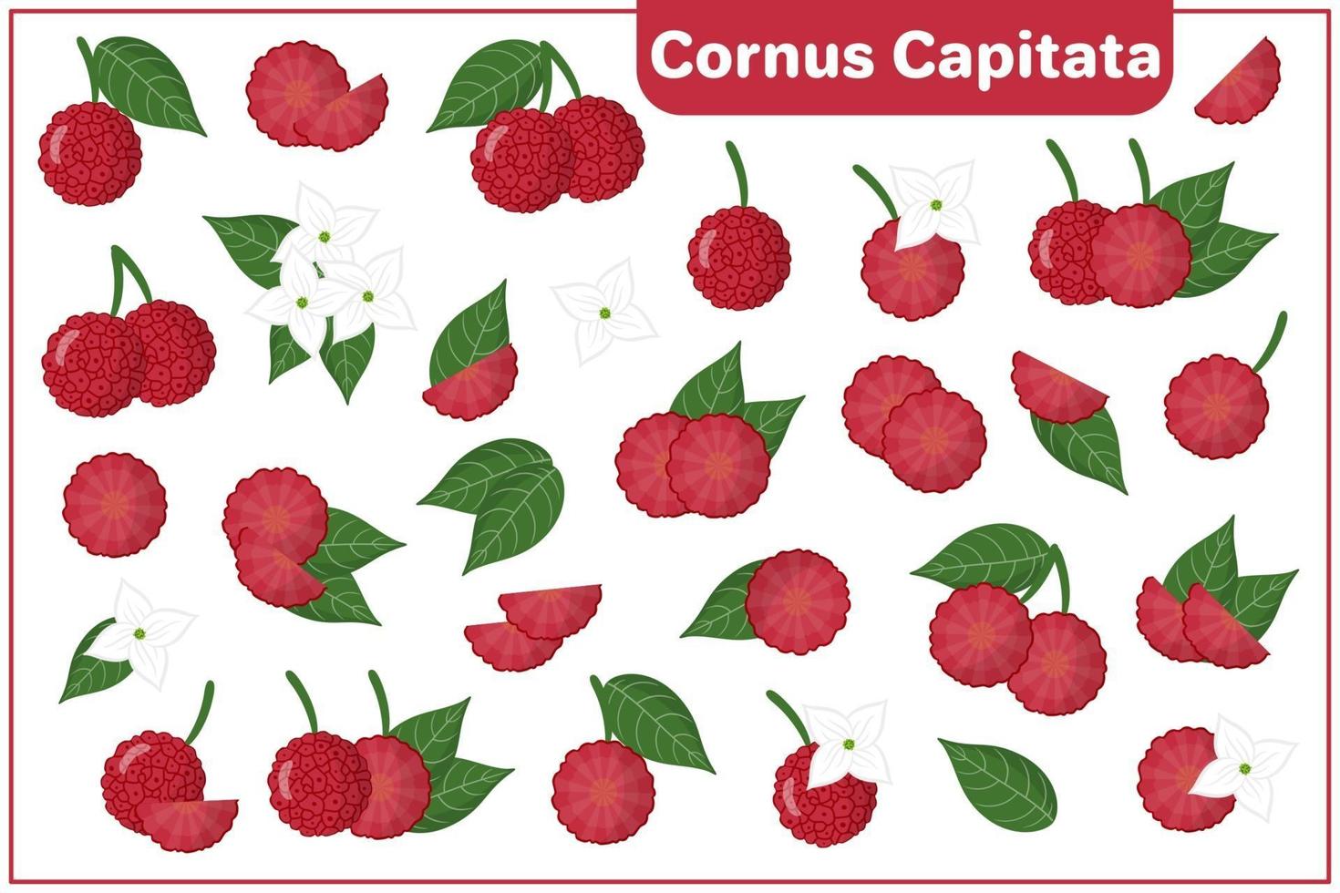 Conjunto de ilustraciones de dibujos animados vectoriales con cornus capitata frutas exóticas, flores y hojas aisladas sobre fondo blanco vector