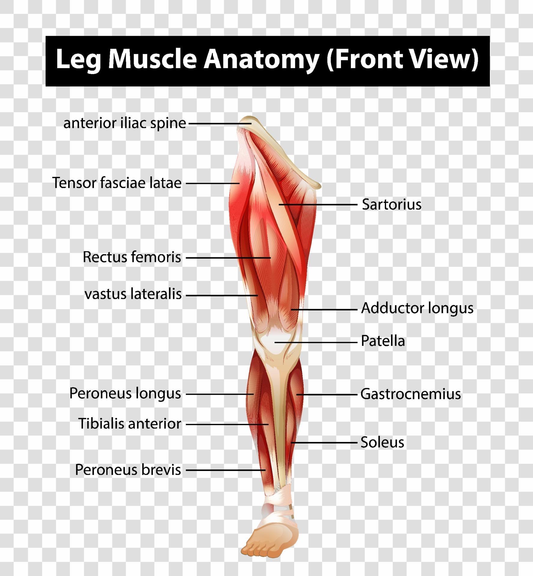 Leg Muscle Diagram Leg Anatomy All About The Leg Muscles Images And 