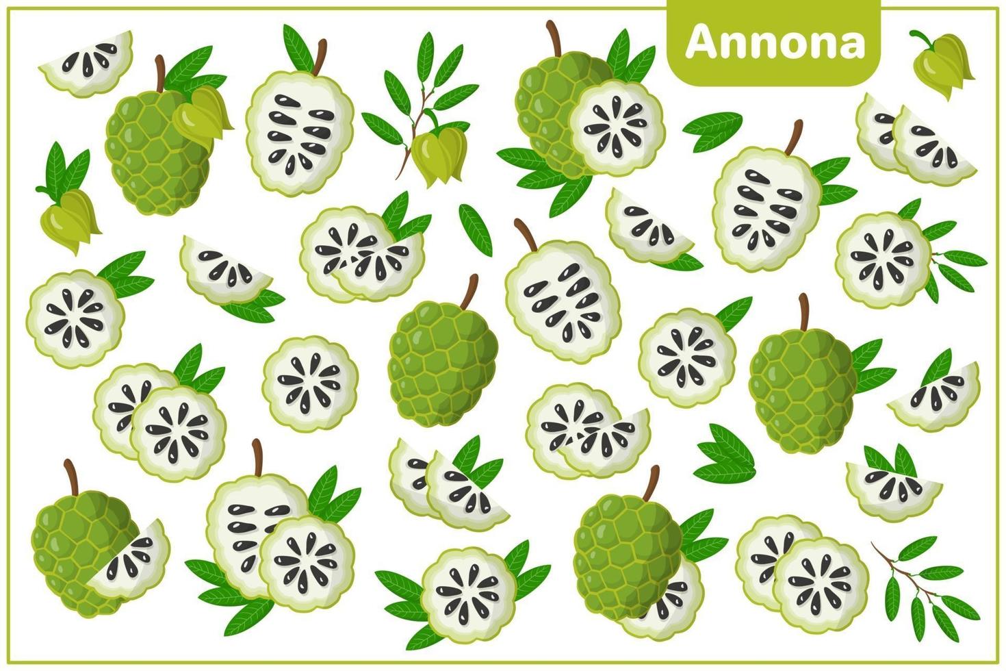 Set of vector cartoon illustrations with Annona exotic fruits, flowers and leaves isolated on white background