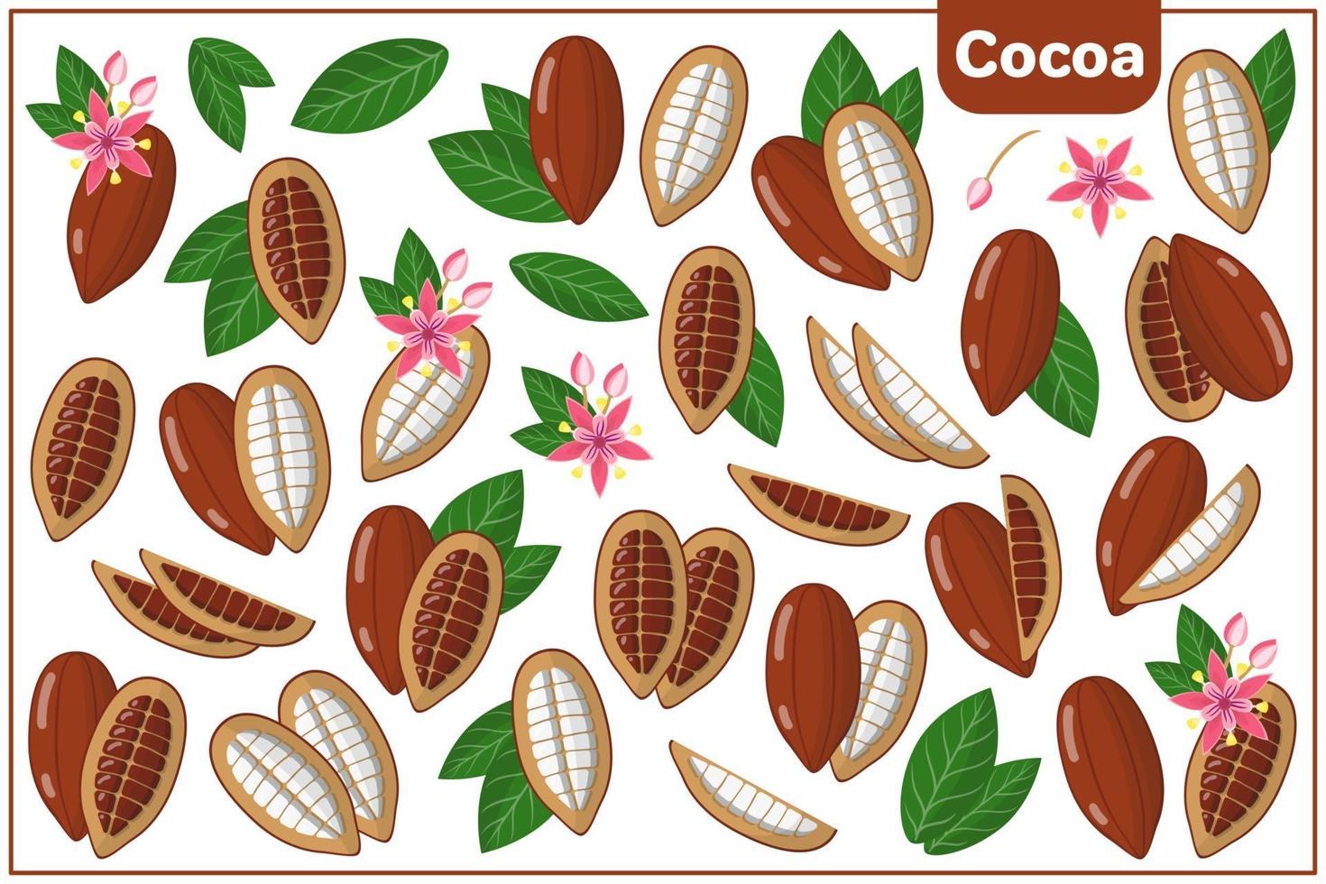 Set of vector cartoon illustrations with Cocoa exotic fruits, flowers and leaves isolated on white background