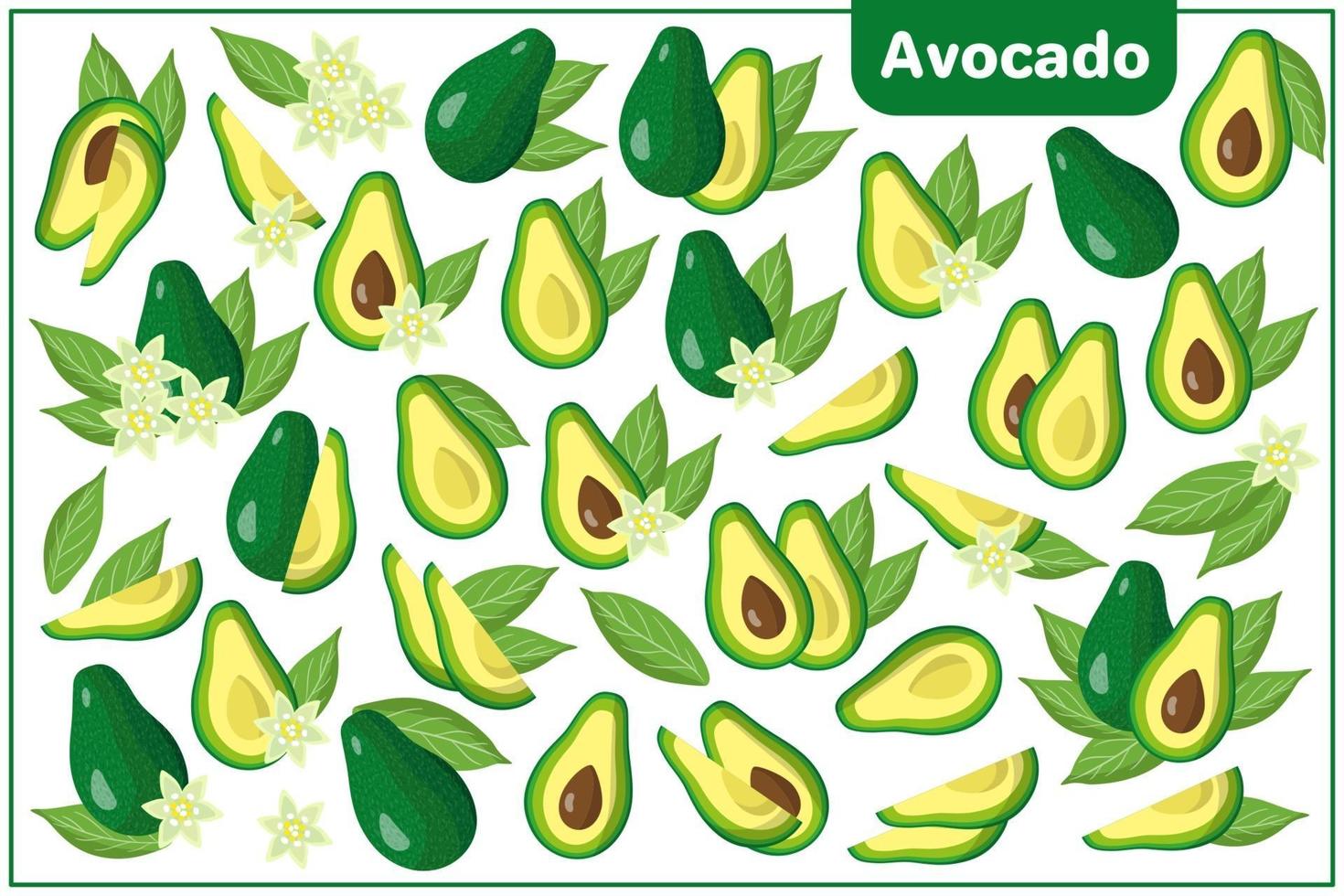 Set of vector cartoon illustrations with Avocado exotic fruits, flowers and leaves isolated on white background