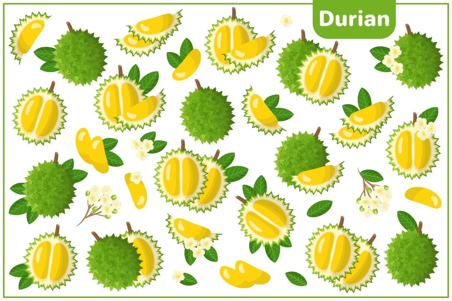 Set of vector cartoon illustrations with Durian exotic fruits, flowers and leaves isolated on white background