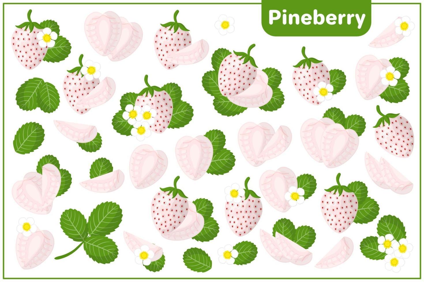 Set of vector cartoon illustrations with Pineberry exotic fruits, flowers and leaves isolated on white background