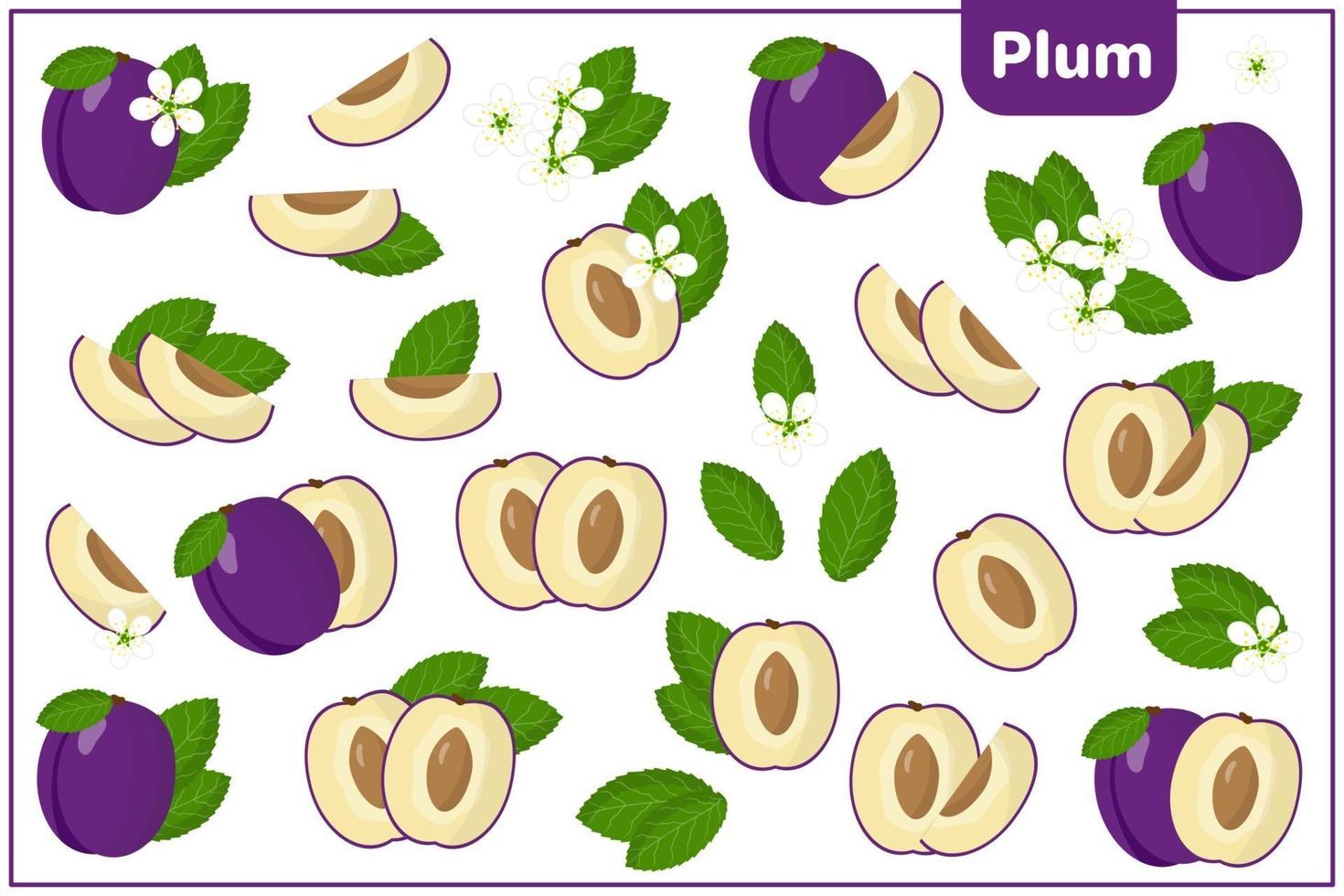 Set of vector cartoon illustrations with Plum exotic fruits, flowers and leaves isolated on white background