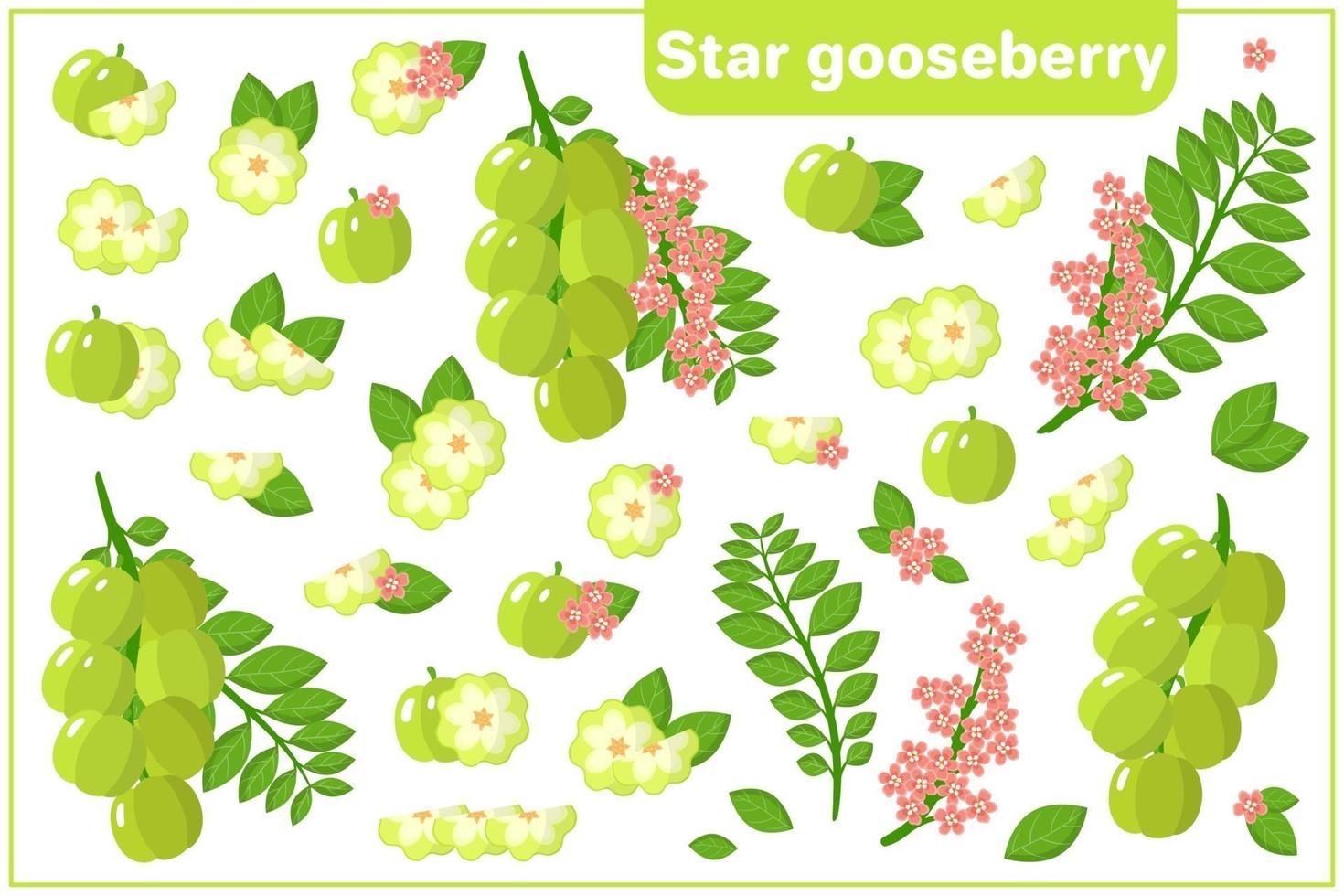Set of vector cartoon illustrations with Star Gooseberry exotic fruits, flowers and leaves isolated on white background