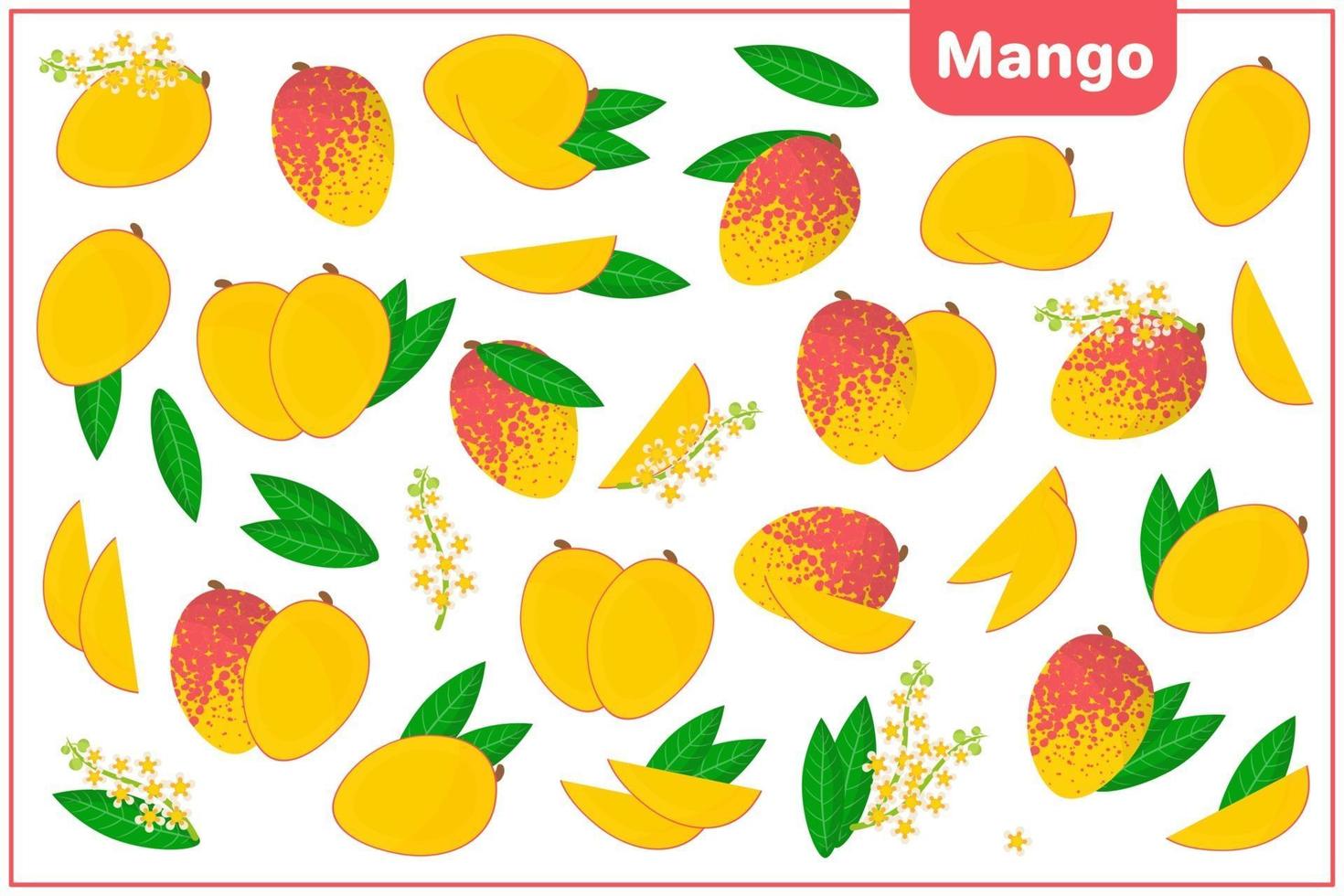 Set of vector cartoon illustrations with Mango exotic fruits, flowers and leaves isolated on white background