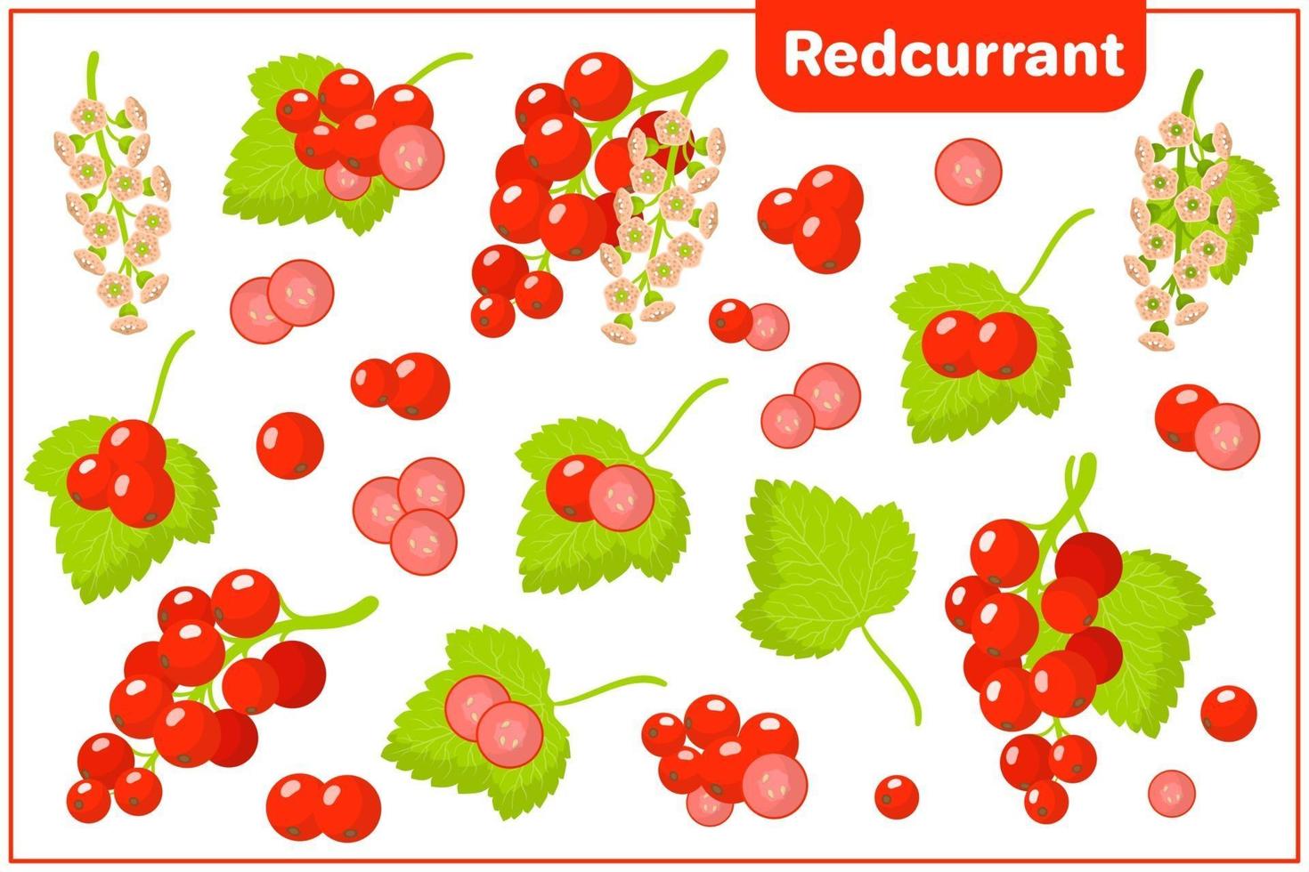 Set of vector cartoon illustrations with Redcurrant exotic fruits, flowers and leaves isolated on white background