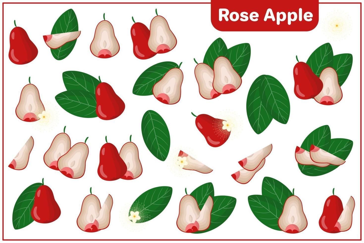 Set of vector cartoon illustrations with Rose Apple exotic fruits, flowers and leaves isolated on white background