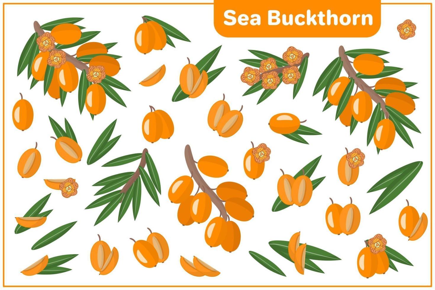 Set of vector cartoon illustrations with Sea Buckthorn exotic fruits, flowers and leaves isolated on white background