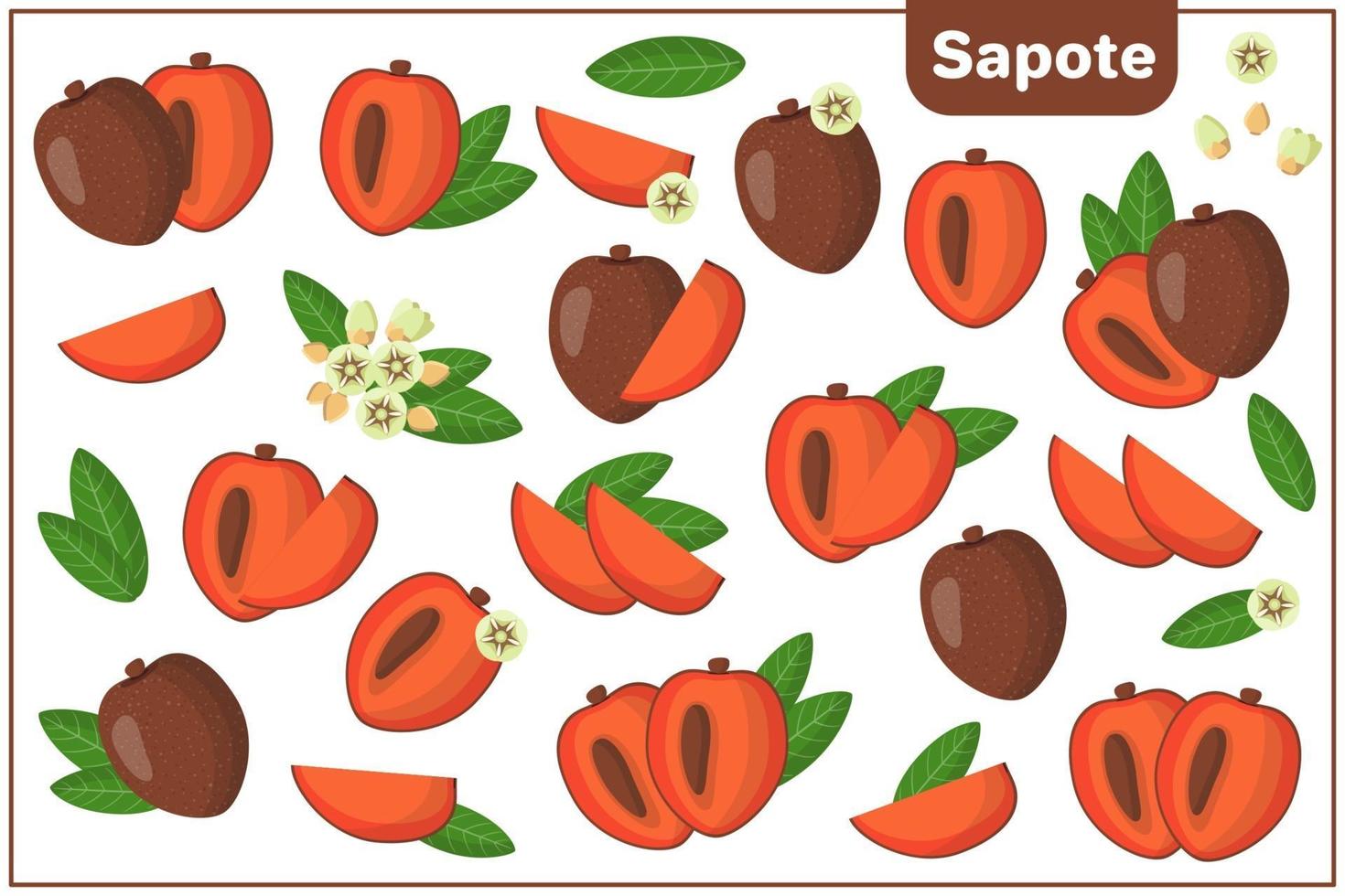 Set of vector cartoon illustrations with Sapote exotic fruits, flowers and leaves isolated on white background