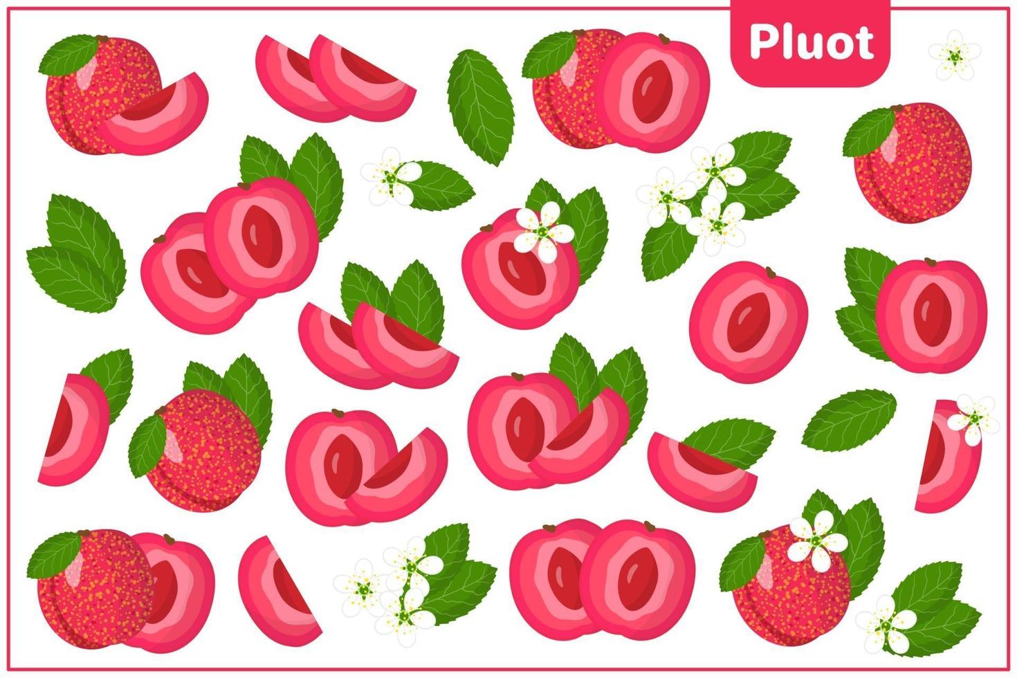 Set of vector cartoon illustrations with Pluot exotic fruits, flowers and leaves isolated on white background