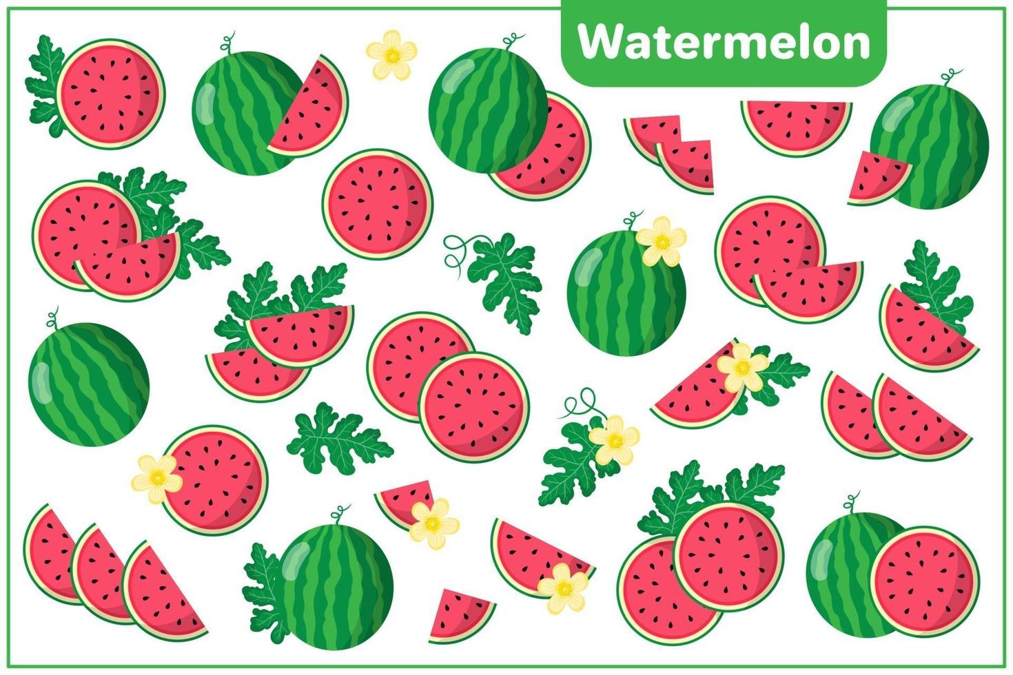 Set of vector cartoon illustrations with Watermelon exotic fruits, flowers and leaves isolated on white background