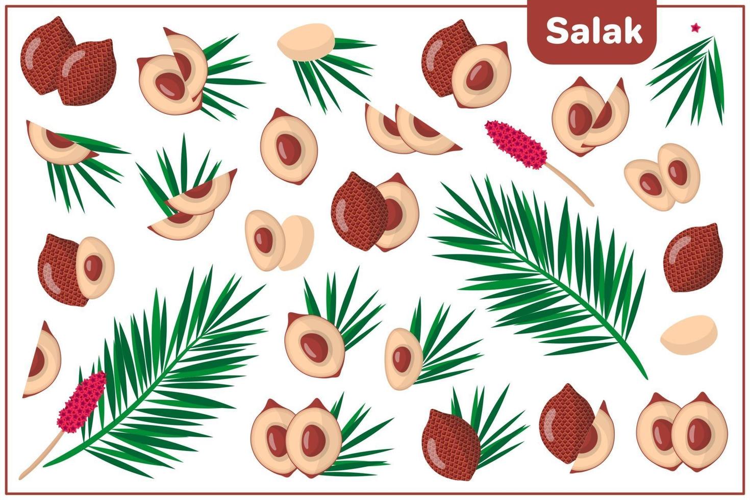 Set of vector cartoon illustrations with Salak exotic fruits, flowers and leaves isolated on white background