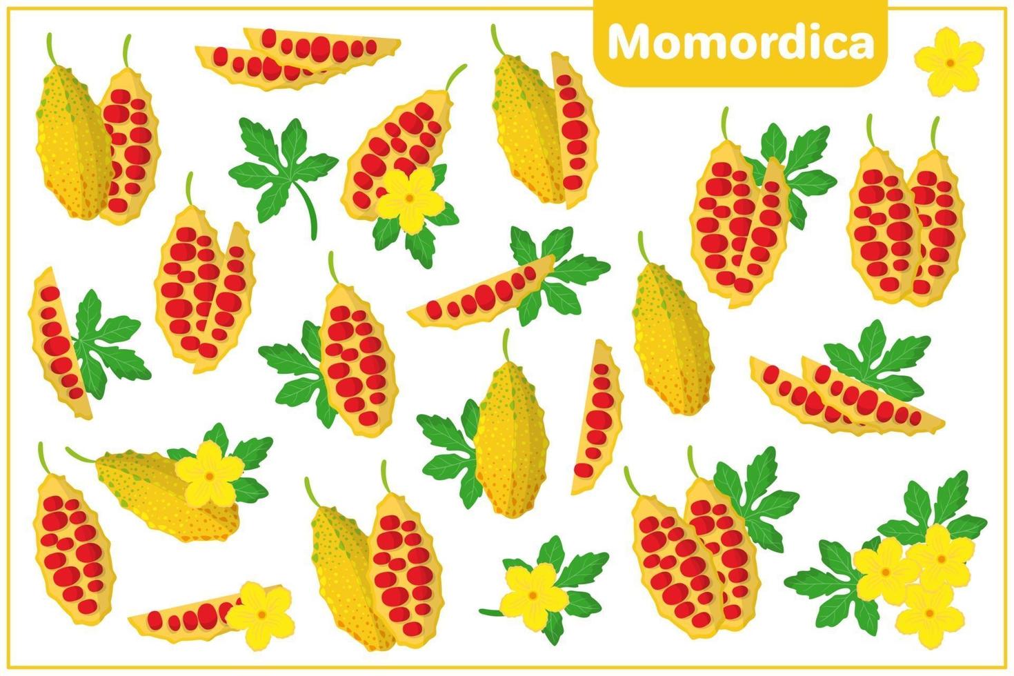 Set of vector cartoon illustrations with Momordica exotic fruits, flowers and leaves isolated on white background
