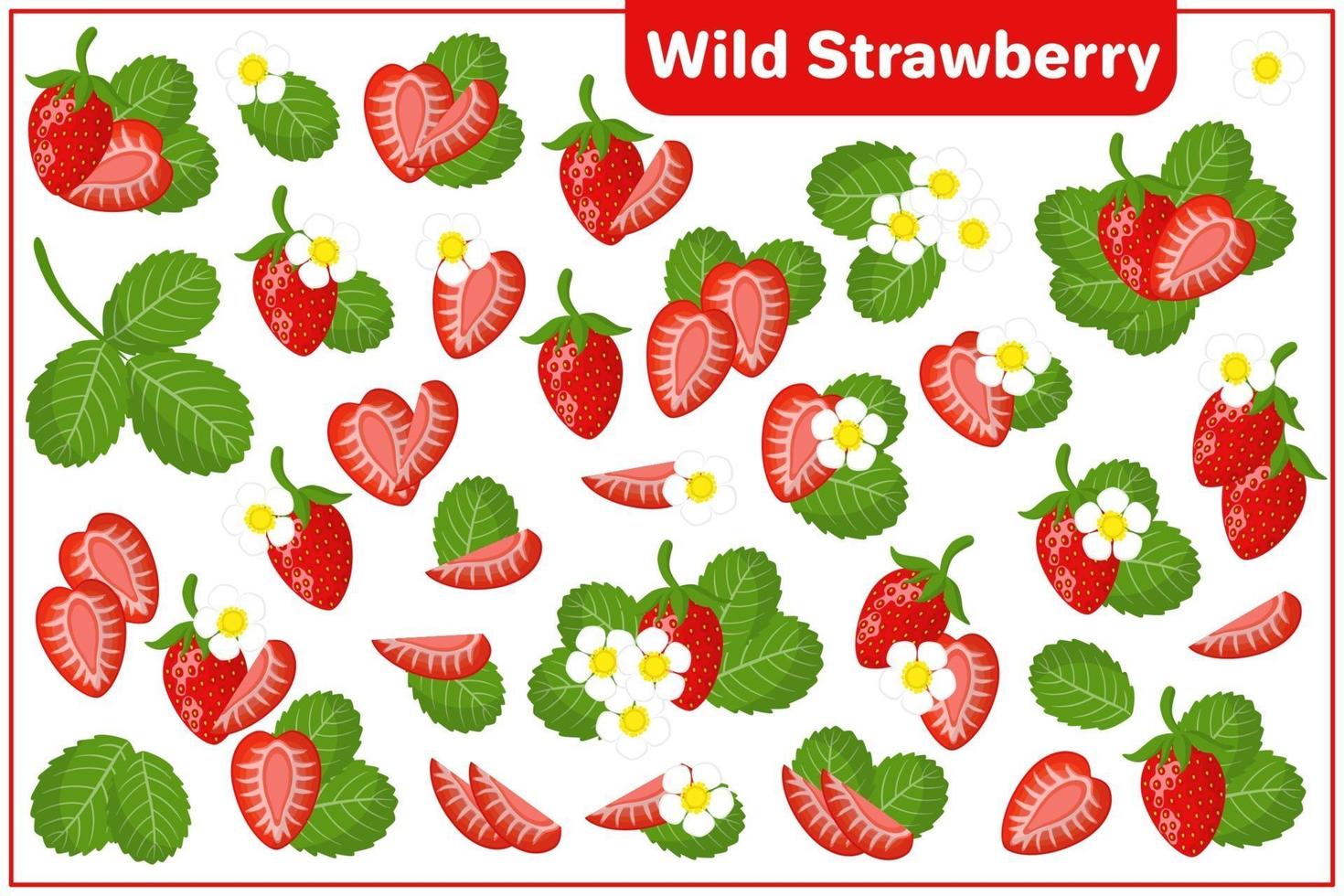 Set of vector cartoon illustrations with Wild Strawberry exotic fruits, flowers and leaves isolated on white background