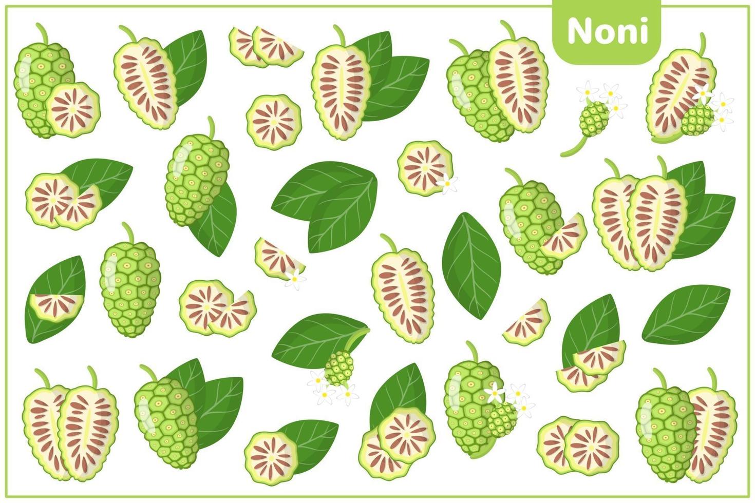Set of vector cartoon illustrations with Noni exotic fruits, flowers and leaves isolated on white background