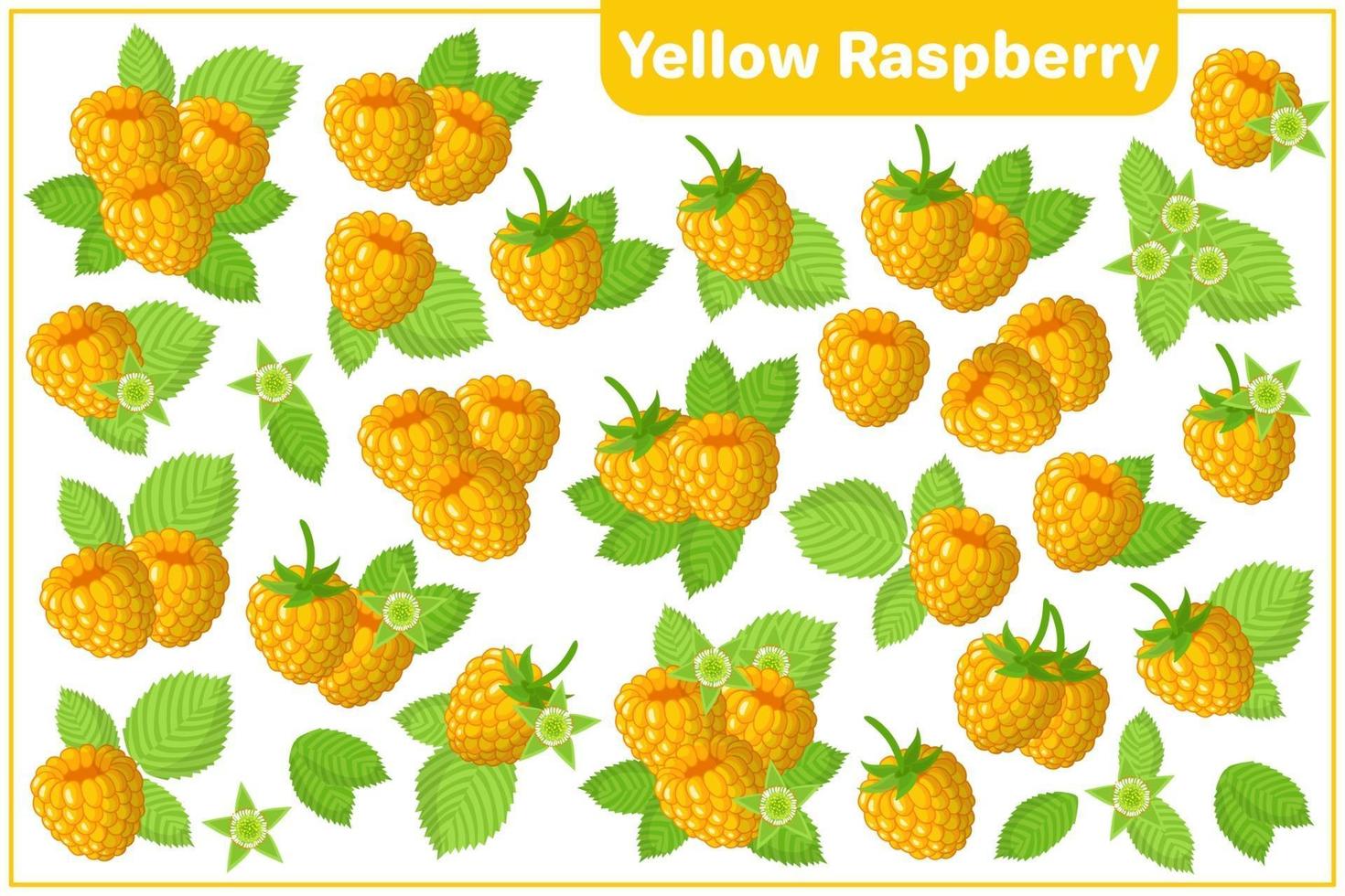 Conjunto de ilustraciones de dibujos animados de vectores con frutas exóticas de frambuesa amarilla aisladas sobre fondo blanco