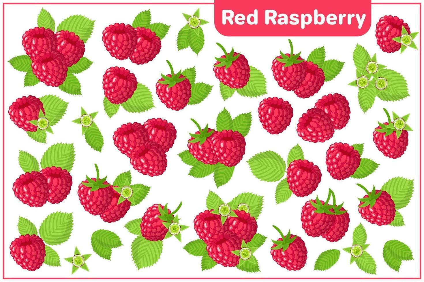 Set of vector cartoon illustrations with Red Raspberry exotic fruits isolated on white background