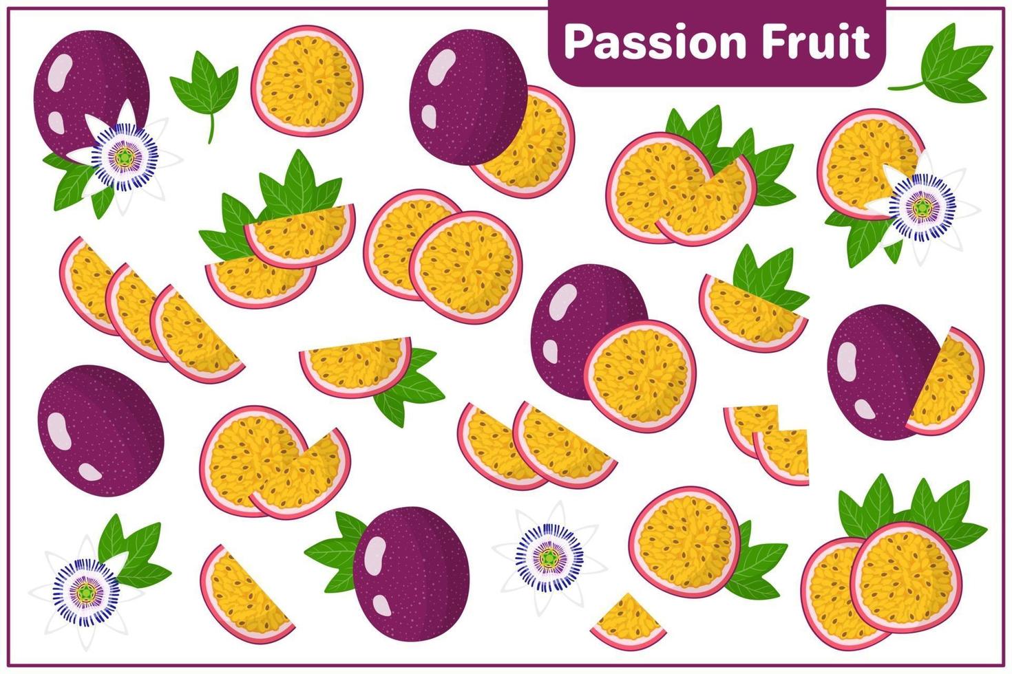 Set of vector cartoon illustrations with Passion Fruit exotic fruits, flowers and leaves isolated on white background