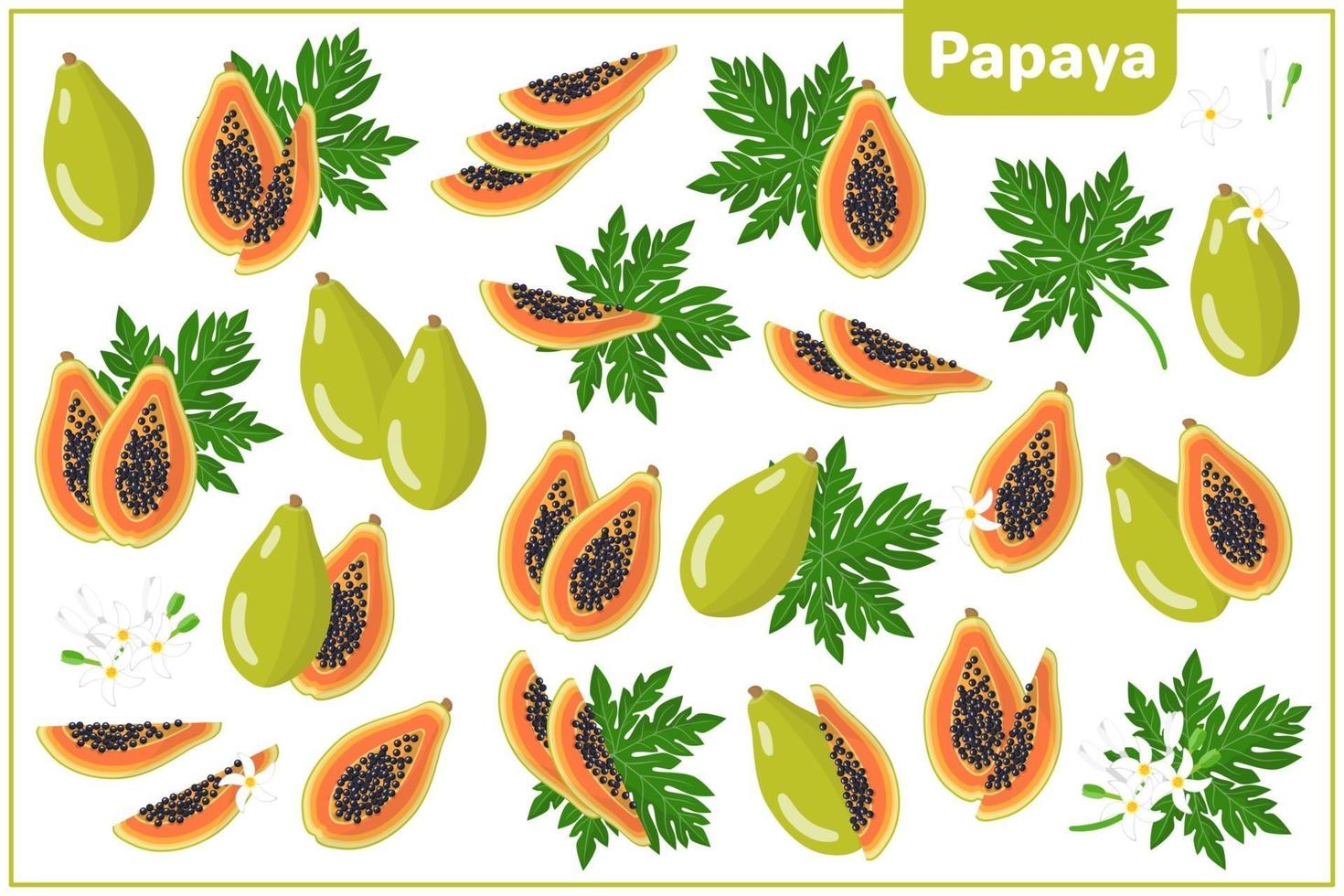 conjunto de ilustraciones de dibujos animados vectoriales con papaya frutas exóticas, flores y hojas aisladas sobre fondo blanco vector