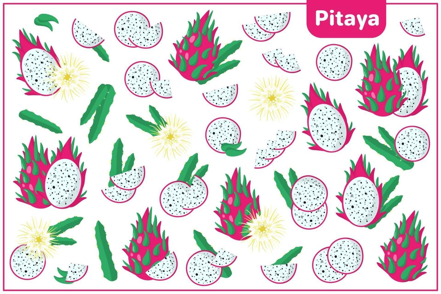 Set of vector cartoon illustrations with Pitaya exotic fruits, flowers and leaves isolated on white background