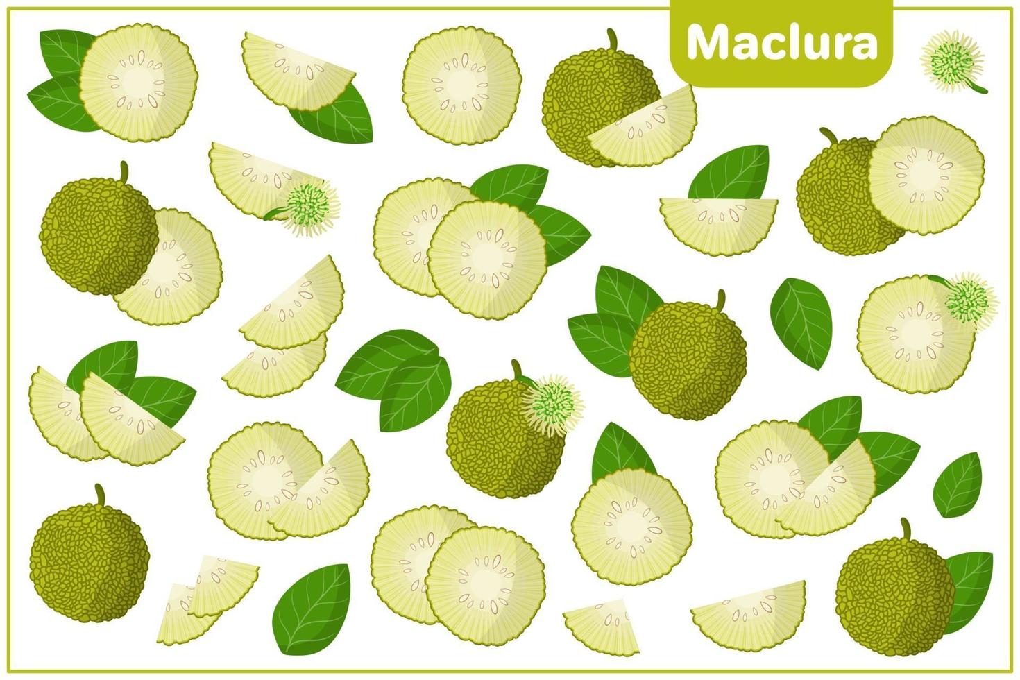 Set of vector cartoon illustrations with Maclura exotic fruits, flowers and leaves isolated on white background