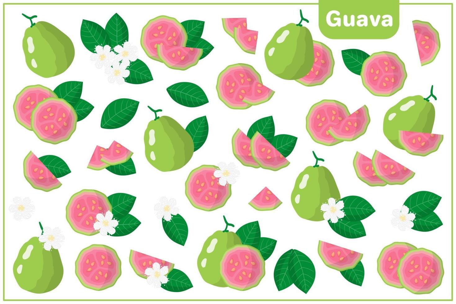 Conjunto de ilustraciones de dibujos animados de vectores con frutas exóticas de guayaba, flores y hojas aisladas sobre fondo blanco