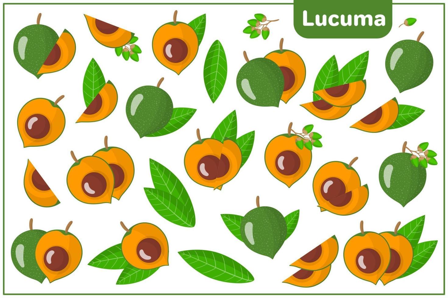 Set of vector cartoon illustrations with Lucuma exotic fruits, flowers and leaves isolated on white background
