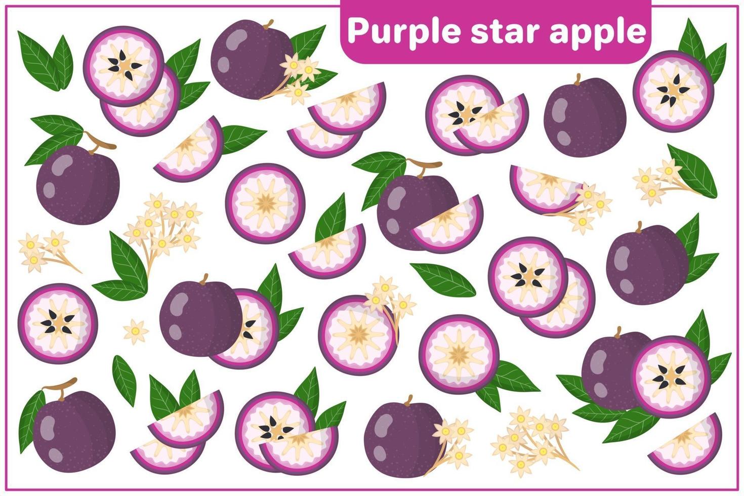 Set of vector cartoon illustrations with Purple Star Apple exotic fruits isolated on white background