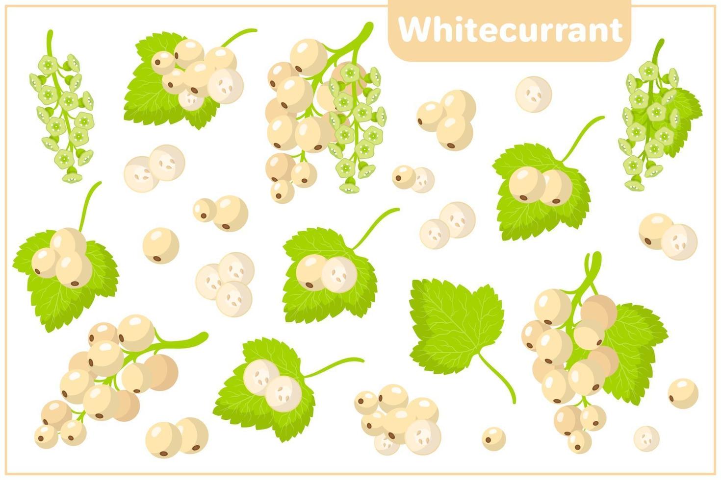 Set of vector cartoon illustrations with Whitecurrant exotic fruits, flowers and leaves isolated on white background