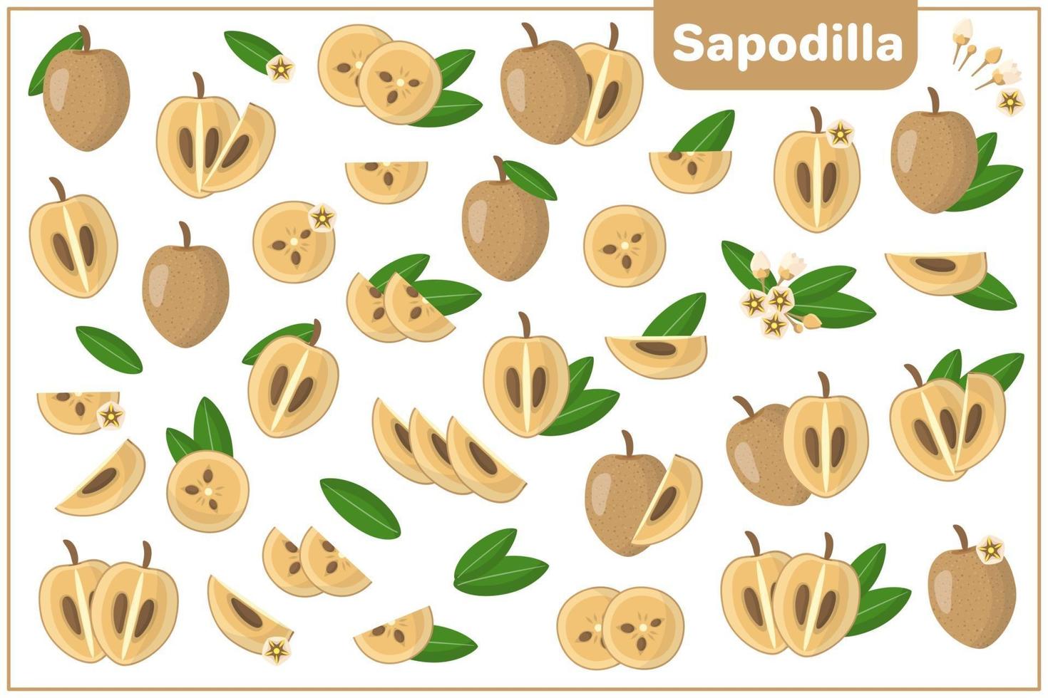 Set of vector cartoon illustrations with Sapodilla exotic fruits, flowers and leaves isolated on white background