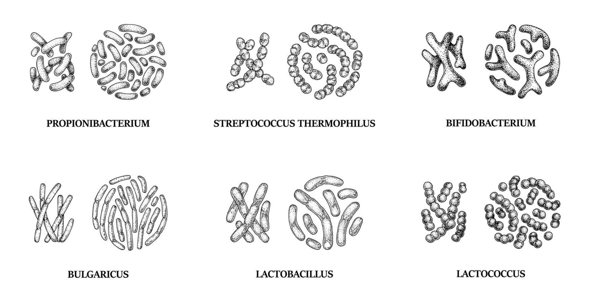 conjunto de bacterias probióticas dibujadas a mano. lactococcus, lactobacillus, bulgaricus, bifidobacterium, propionibacterium, streptococcus. ilustración vectorial en estilo boceto vector