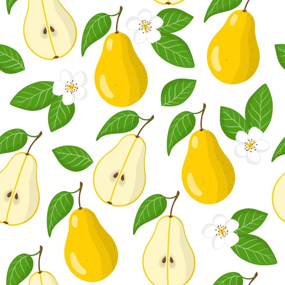 Vector de dibujos animados de patrones sin fisuras con pyrus o pera frutas exóticas, flores y hojas sobre fondo blanco.