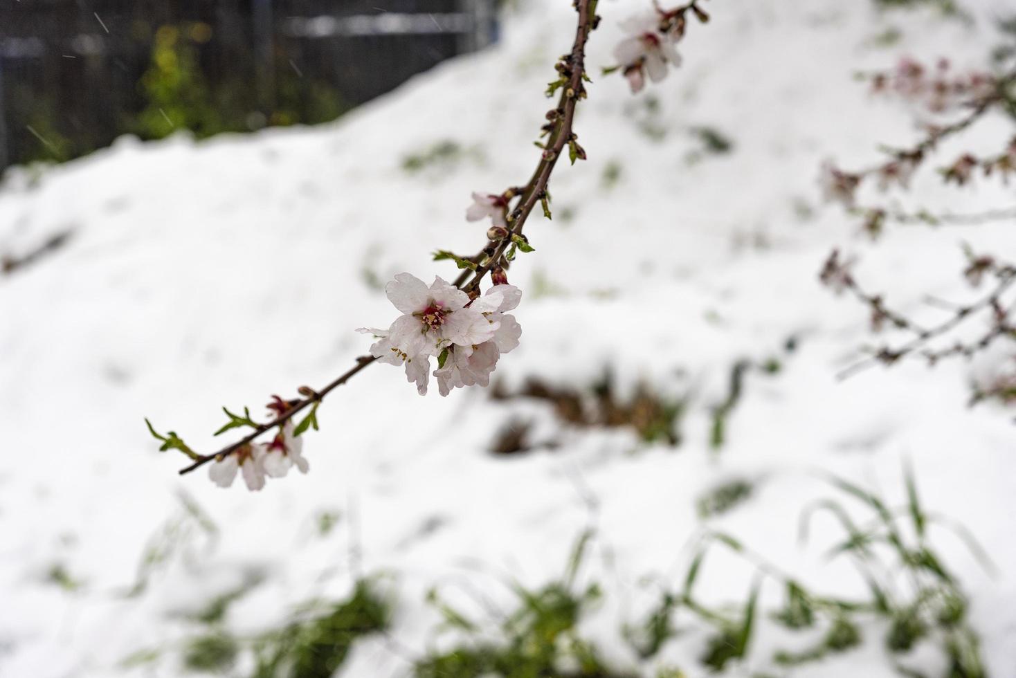 flores de almendro con fondo de nieve foto