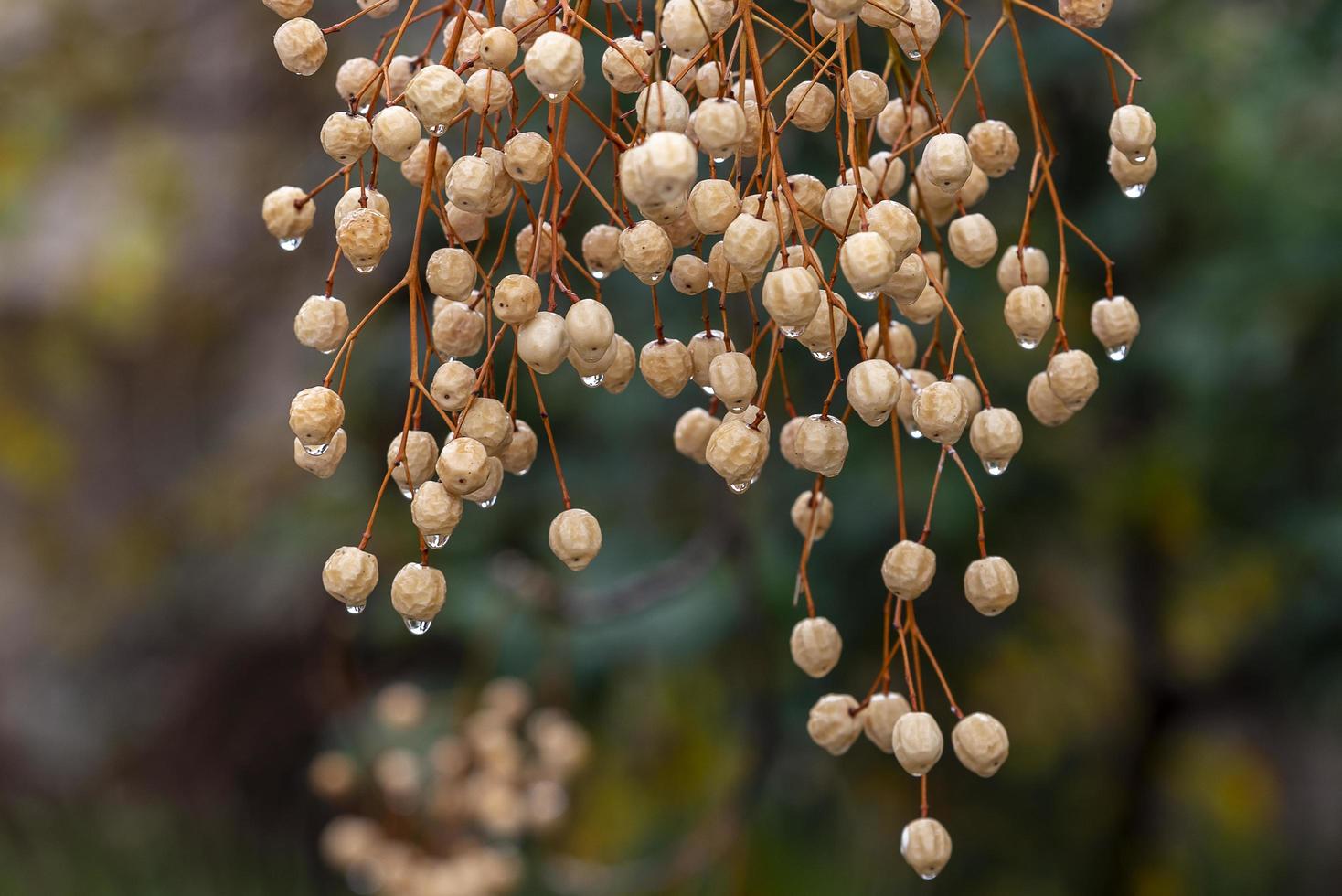 fruta de melia durante la lluvia foto