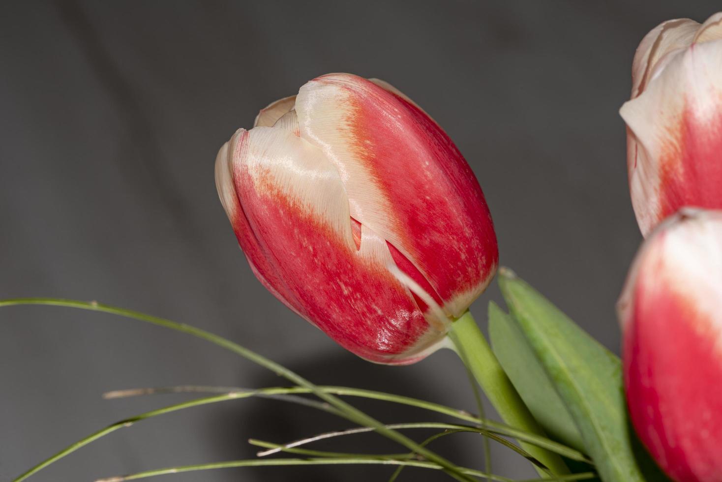 Red tulips in the field photo
