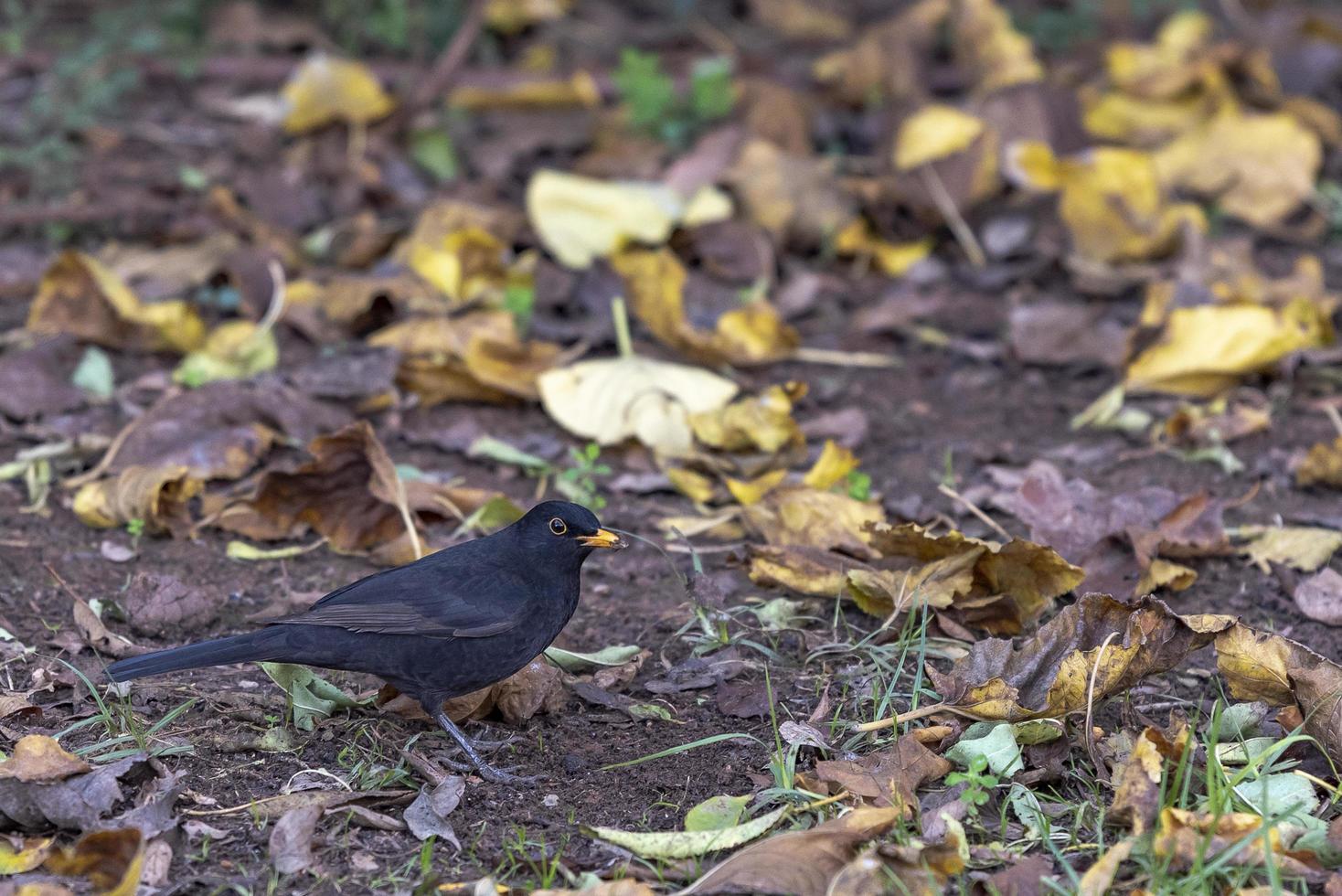 Black-colored bird in its natural habitat on green spring grass photo