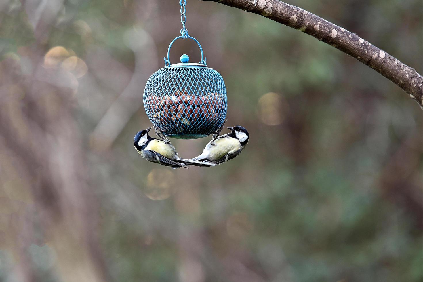 Bird titmouse with a yellow belly, two feeding photo