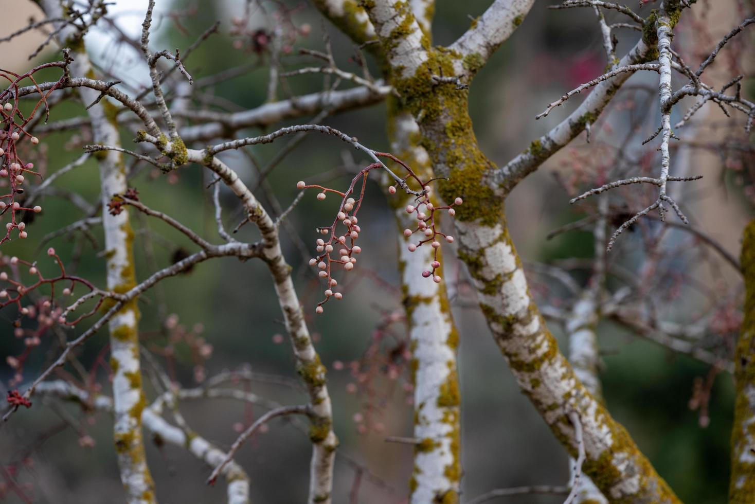 Melia fruit during the rain photo