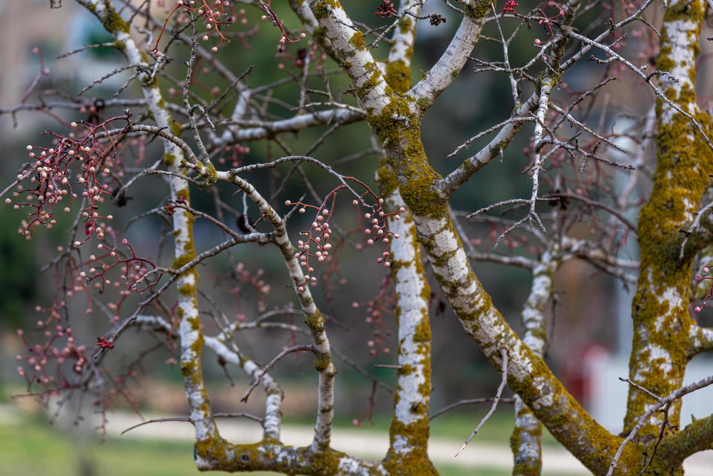 Melia fruit during the rain photo