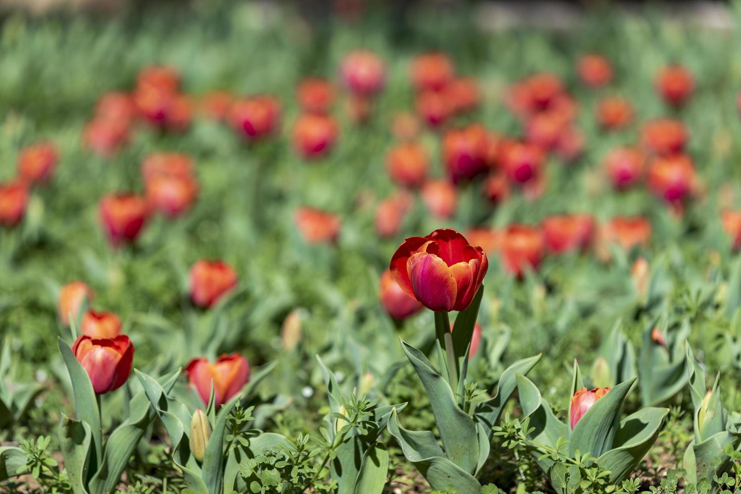 Red tulips in the spring photo