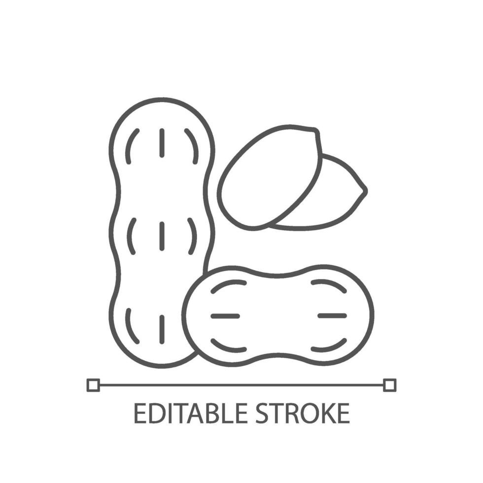 Peanut linear icon vector