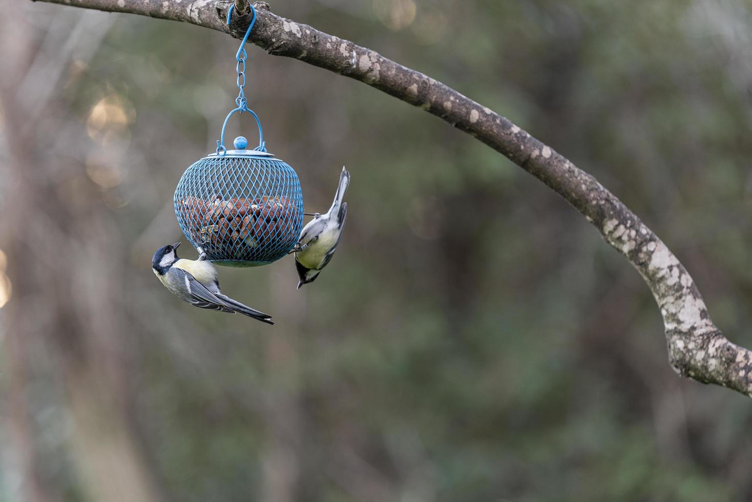 Bird titmouse with a yellow belly, two feeding photo