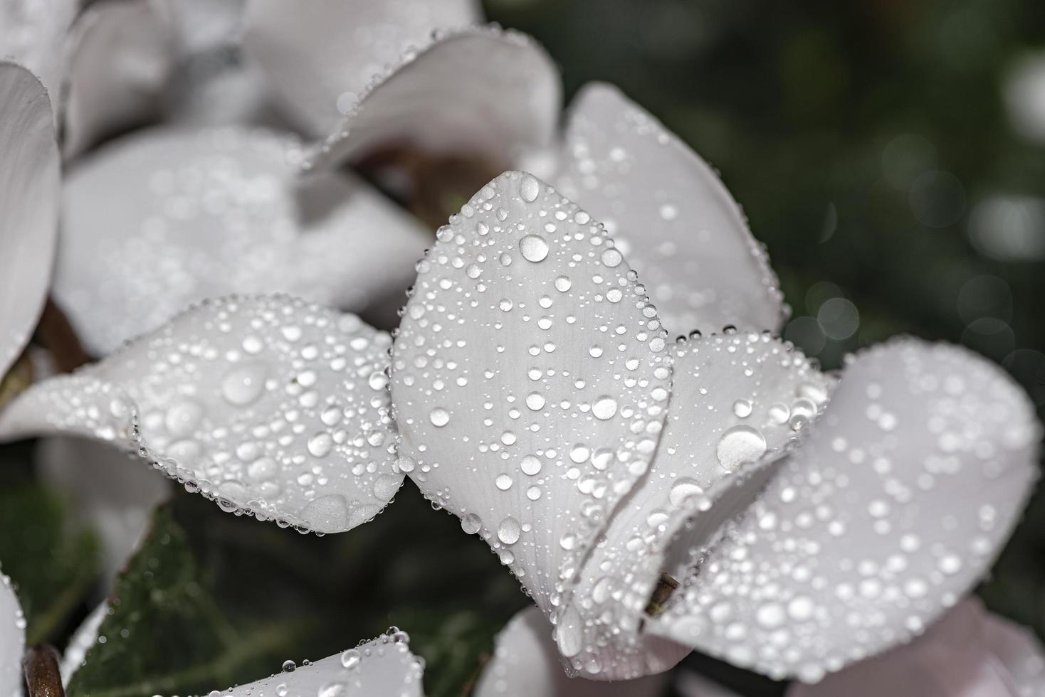 flores con gotas de lluvia sobre el pétalo en el tema de blanco y negro foto