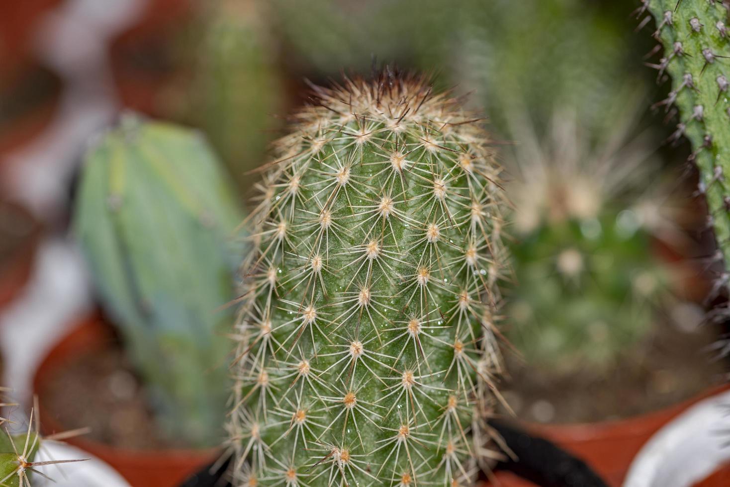 Cactus in white pot on light sunset nature background photo