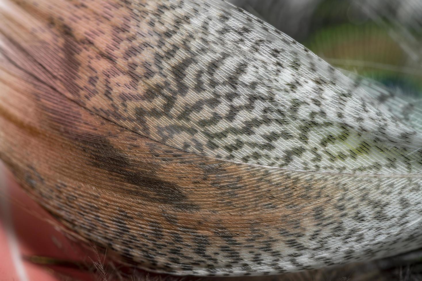 Background of motley feather macro photo