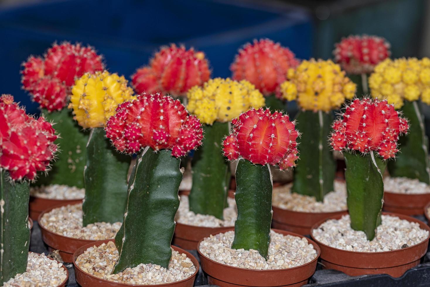 cactus de injerto colorido gymnocalycium mihanovichii foto