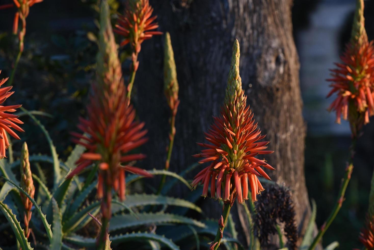 Wild aloe plant with blooming flowers photo